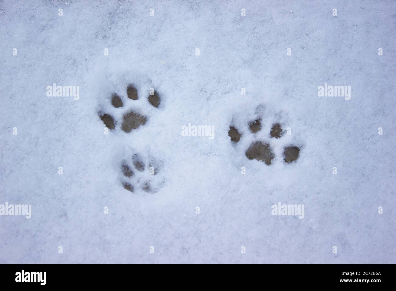 Cat tracks in the snow, hunting winter, pet kitten Stock Photo