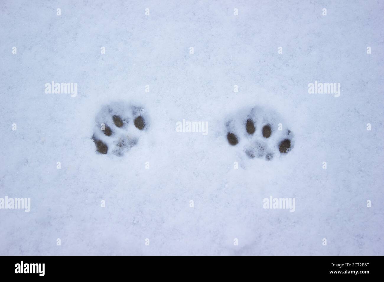 Cat tracks in the snow, hunting winter, pet kitten Stock Photo