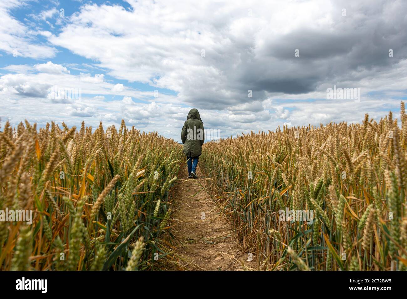 back view of a person walking through a field of wheat. Dramatic sky ...