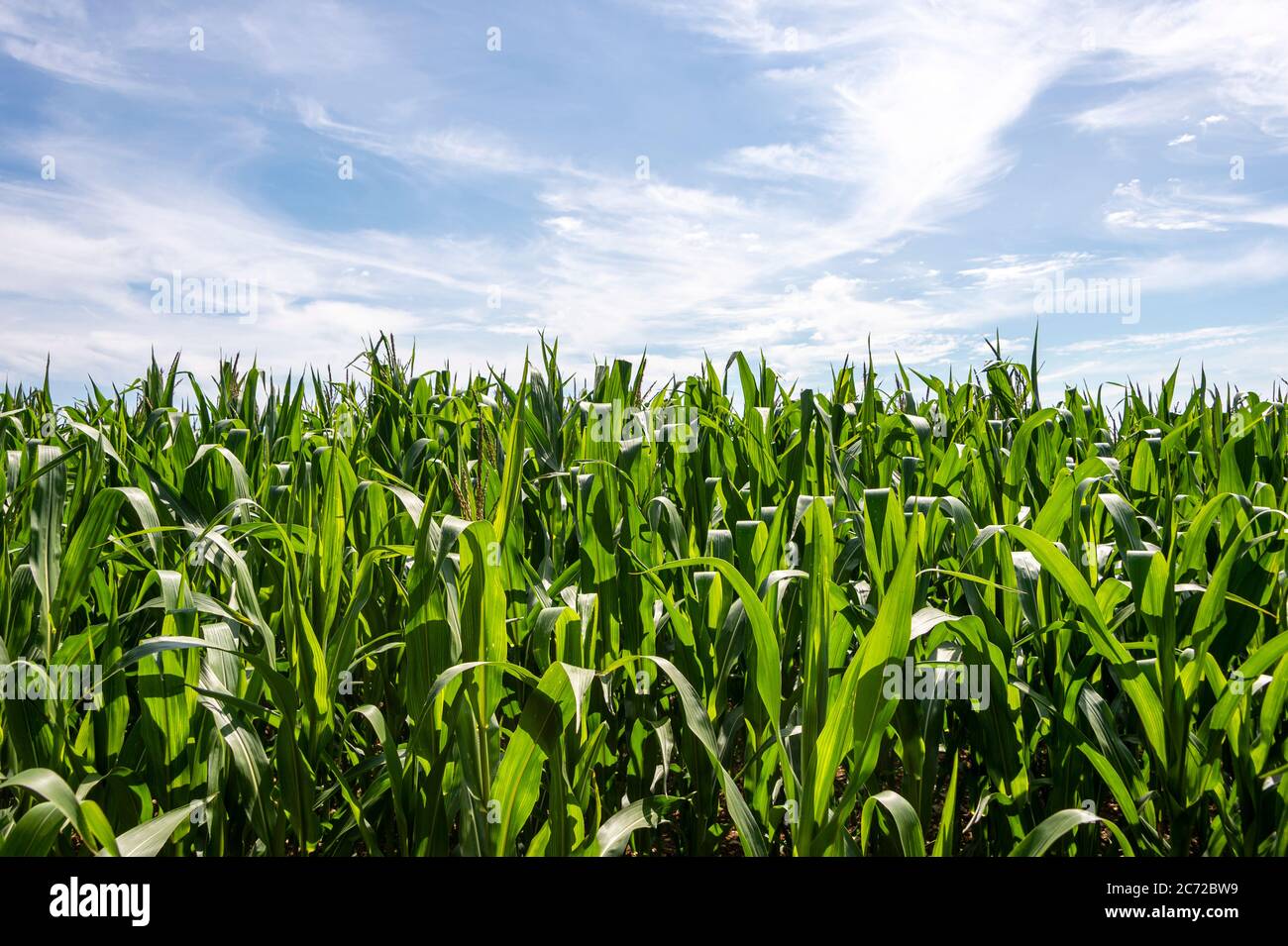 Field of maize growing Stock Photo Alamy