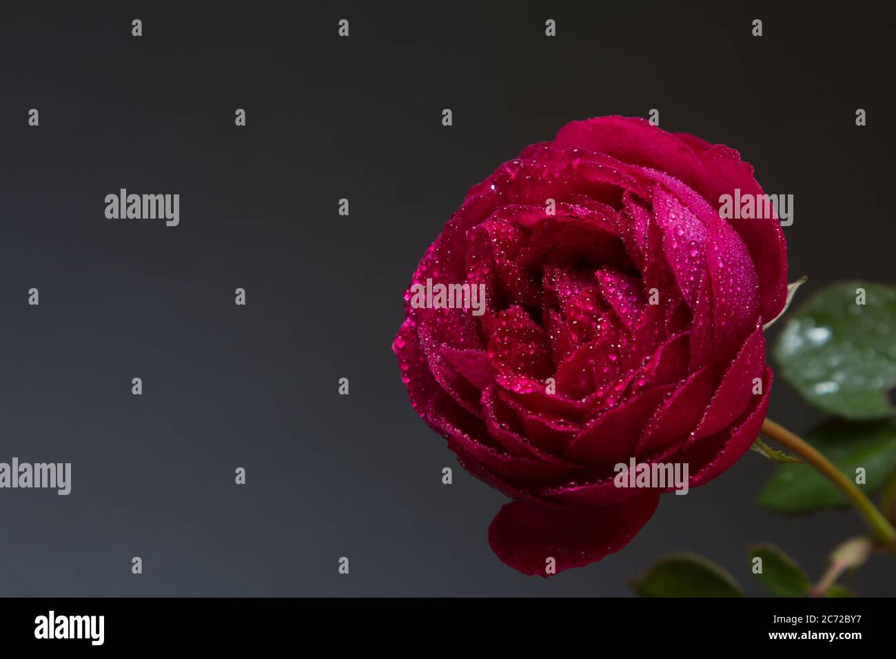 Red rose with dew drops hi-res stock photography and images - Alamy