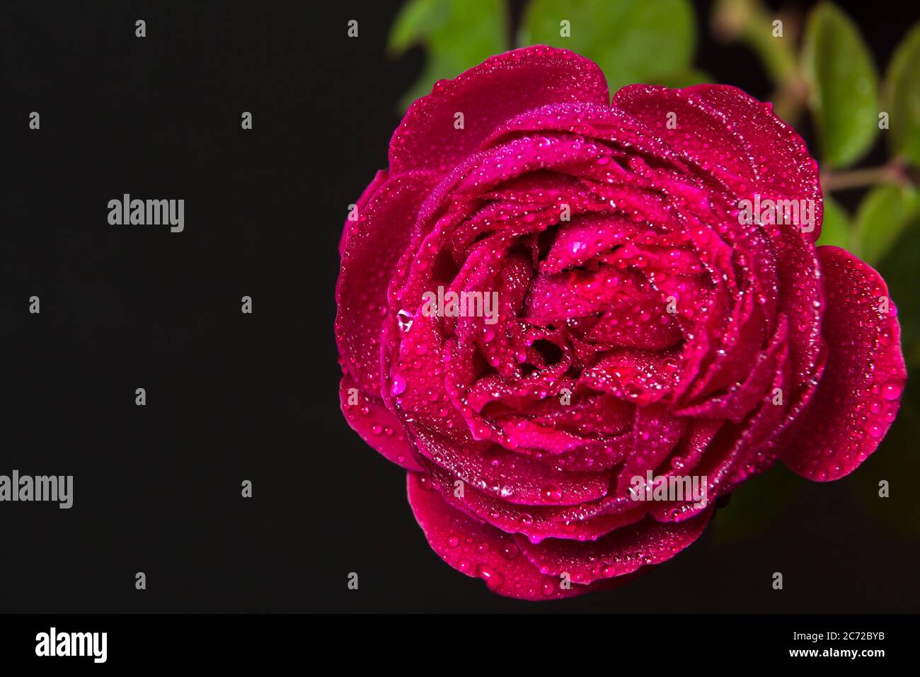 Red rose with dew drops hi-res stock photography and images - Alamy