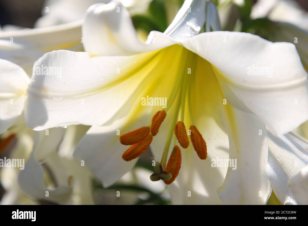 close up color lily flower in the garden background Stock Photo