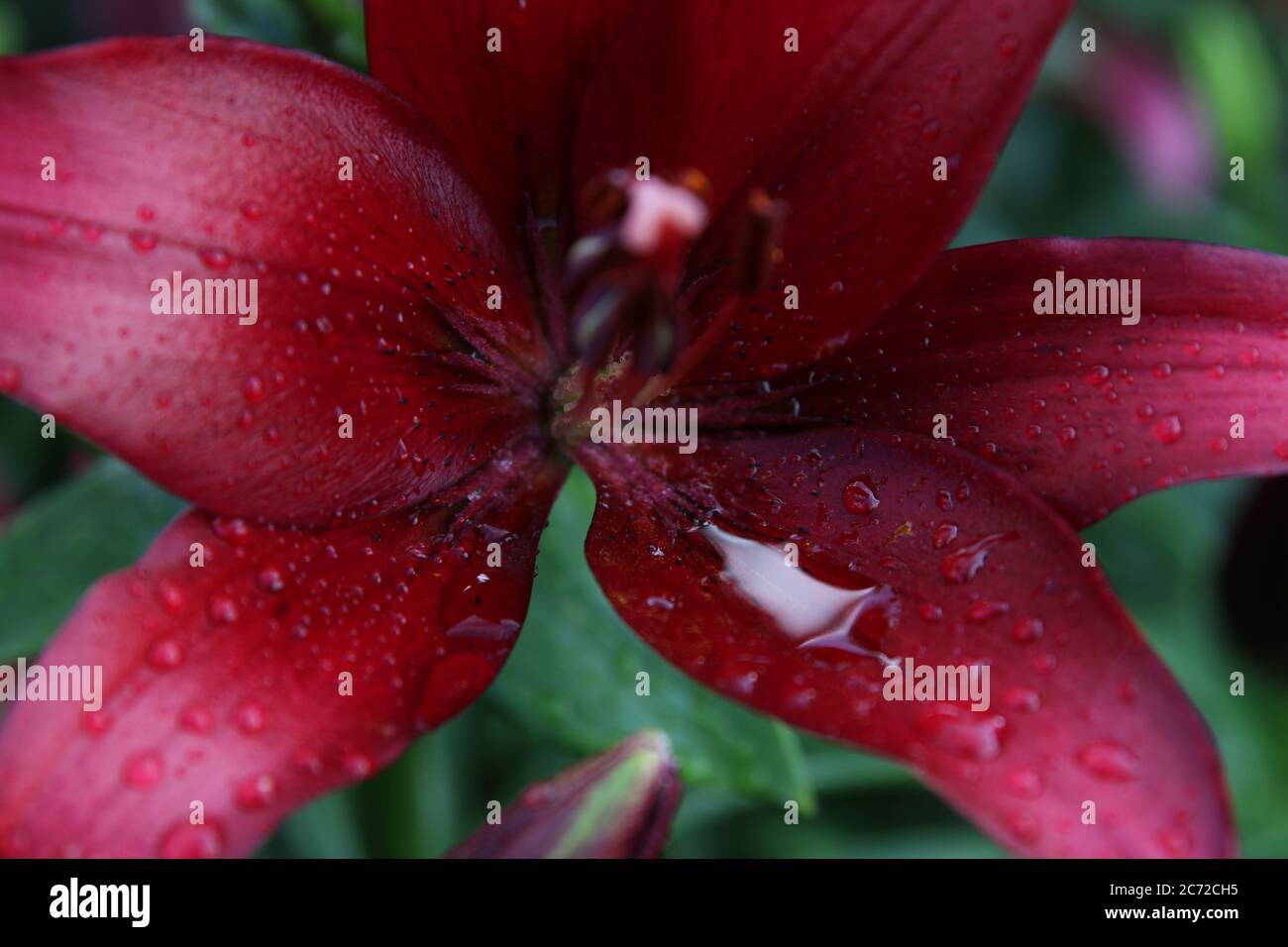close up color lily flower in the garden background Stock Photo
