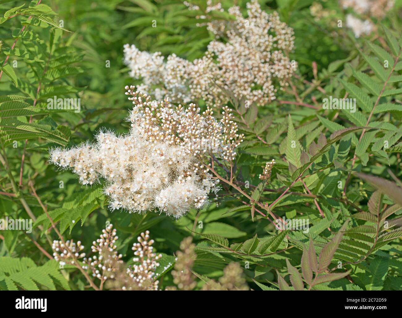 Blooming prachtspiere, astilbe, in white Stock Photo