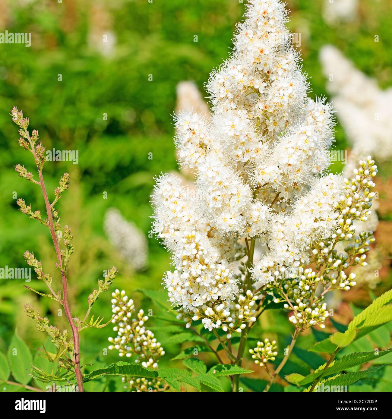 Blooming prachtspiere, astilbe, in white Stock Photo