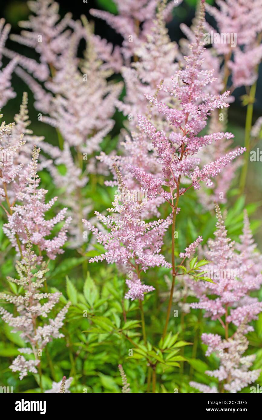 Blooming prachtspiere, astilbe, in pink Stock Photo