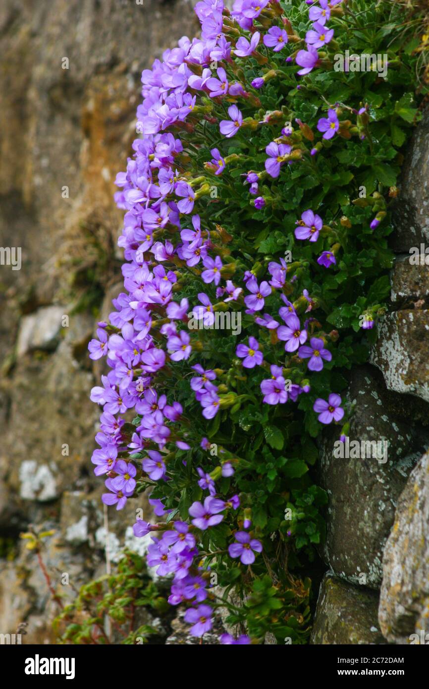 Flowers on the rock Stock Photo - Alamy