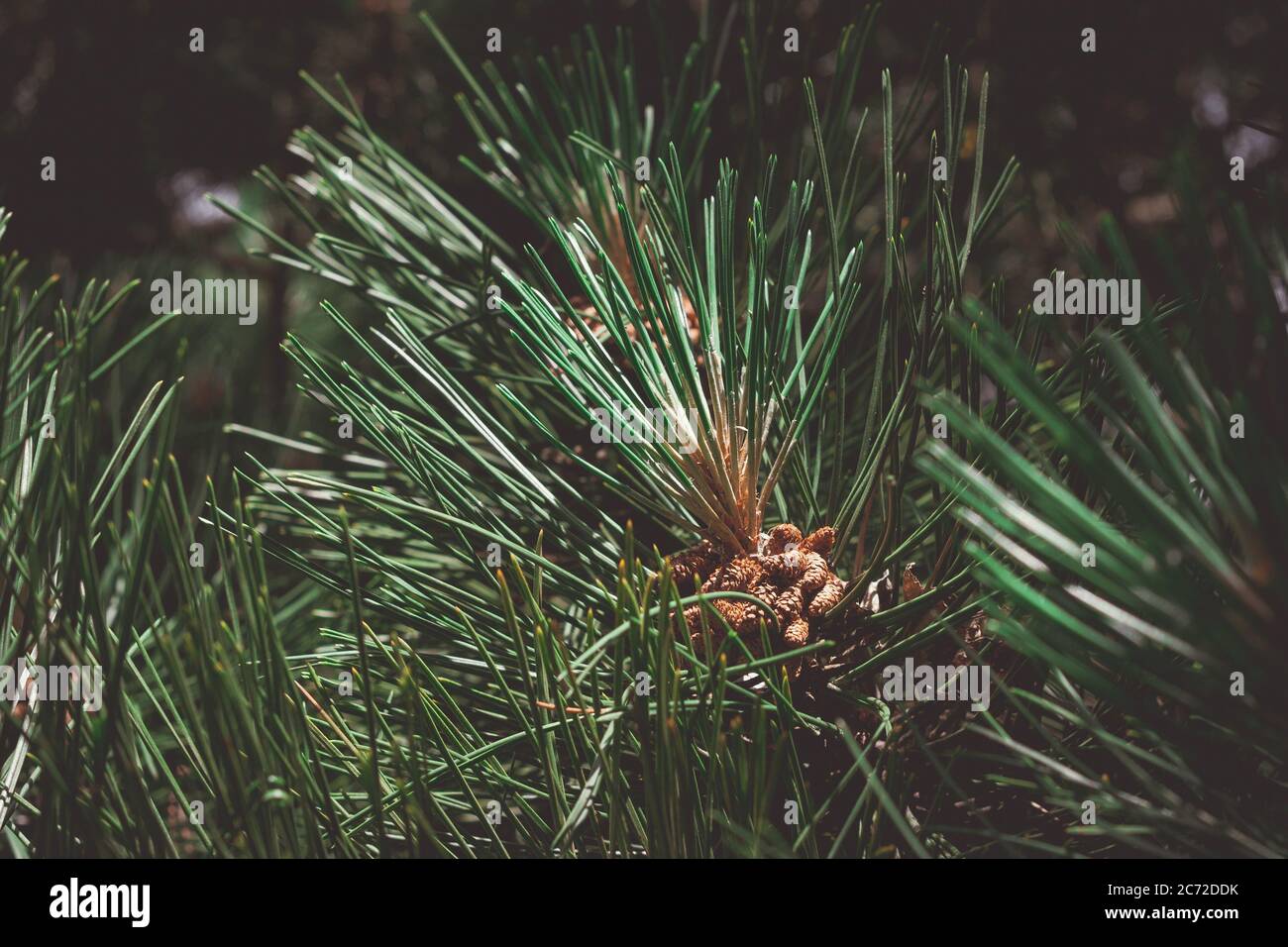 Needles and cones on evergreen tree Stock Photo