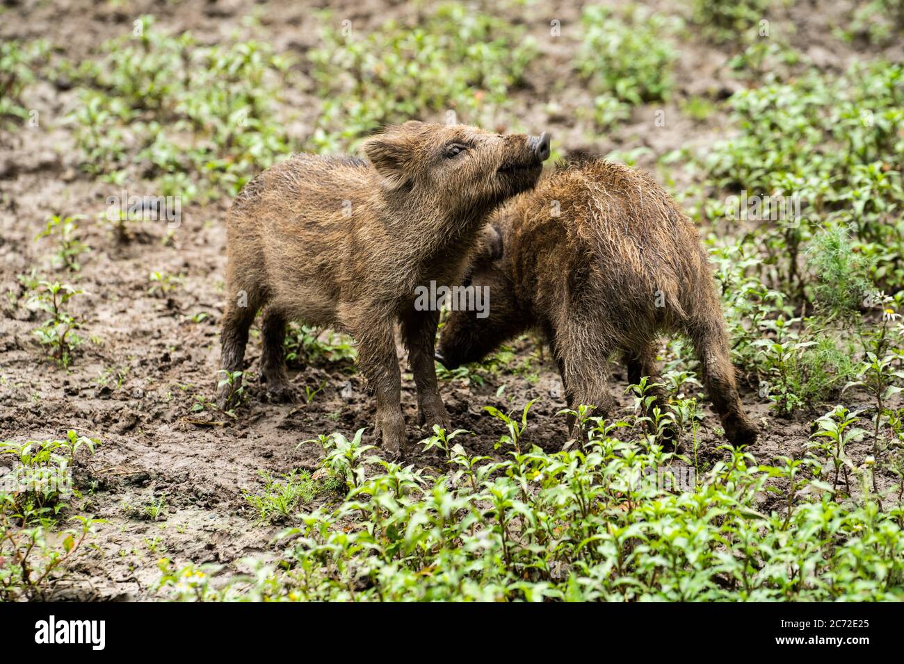 Little wild boars playing in mud Stock Photo - Alamy