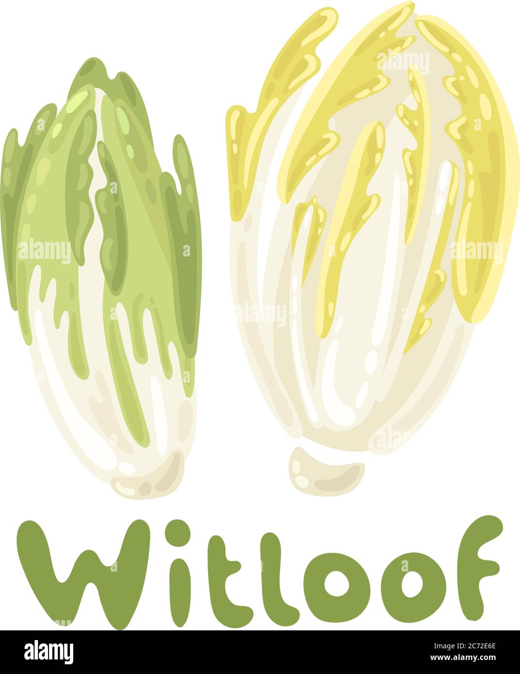 Healthy vegetable witloof chicory. Farm market product. Green salad leaves isolated on the white background. Vector illustration stock image Stock Vector