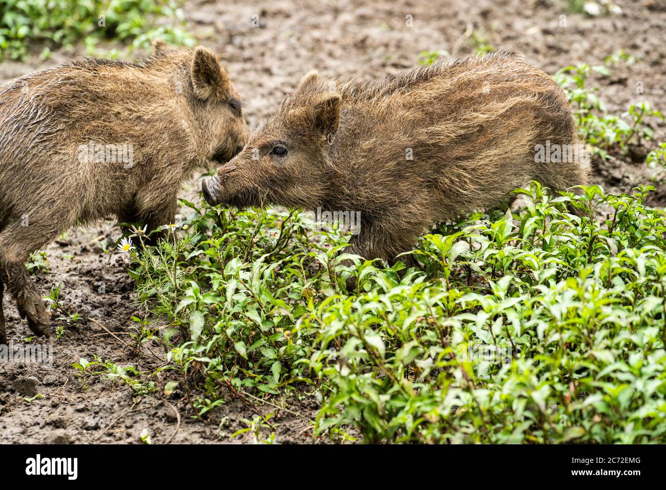 Little wild boars playing in mud Stock Photo - Alamy