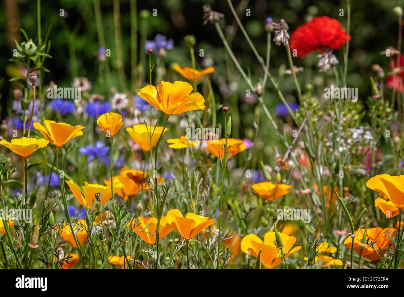 English wild flower hi-res stock photography and images - Alamy