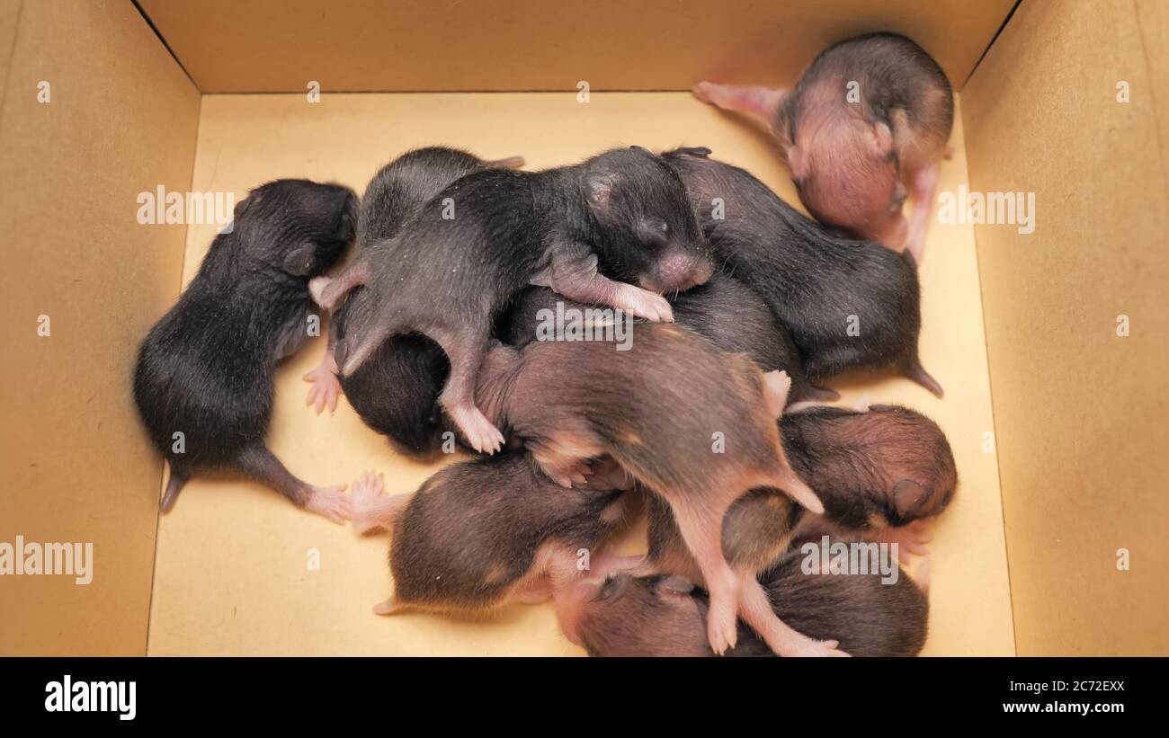 Little recently born hamsters in a cardboard box Stock Photo Alamy