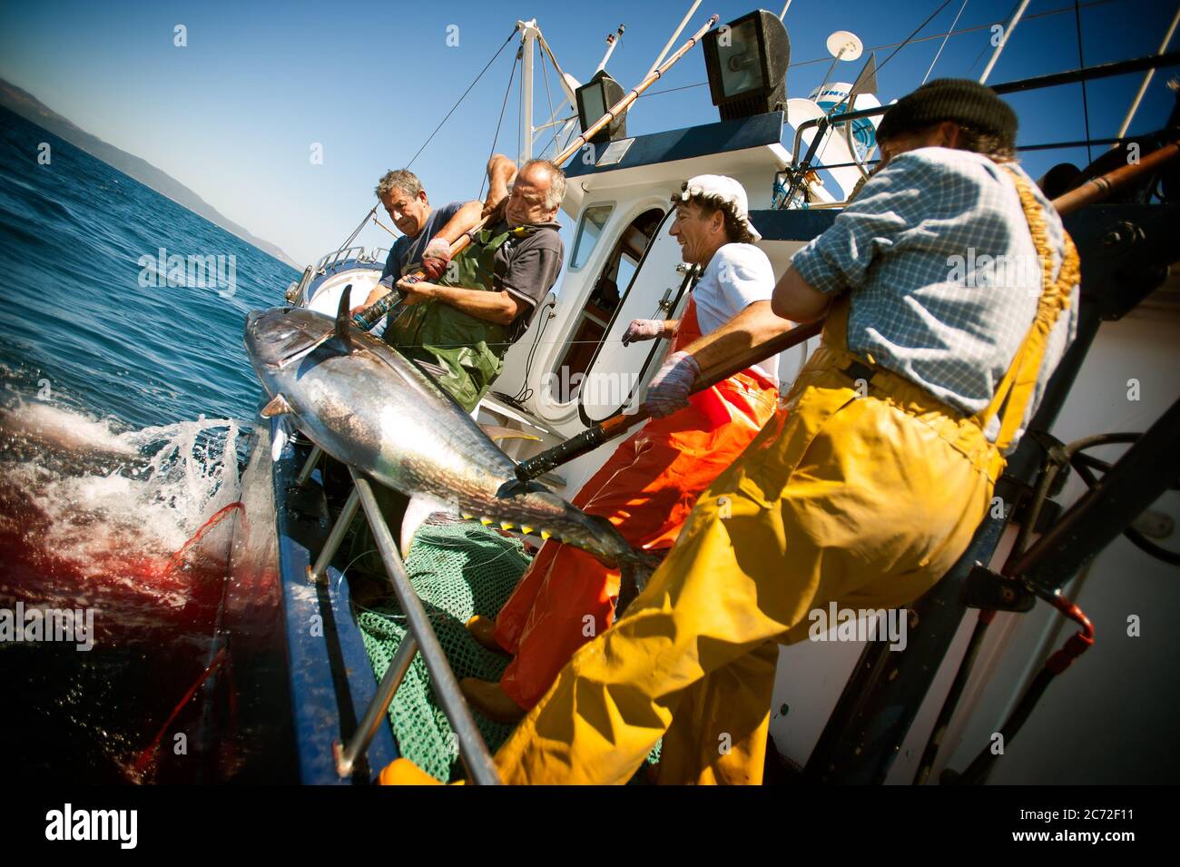 Fishermen hoist a  bluefin tuna (Thunnus thynnus) on the deck of the Fernandez y Moreno fishing boat. Stock Photo