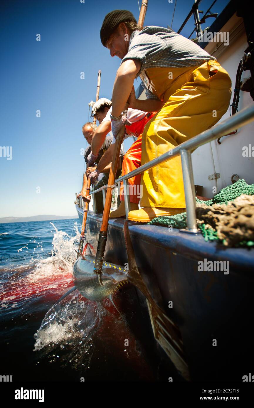 Fisherman hoist a  bluefin tuna (Thunnus thynnus) on the deck of the Fernandez y Moreno fishing boat. Stock Photo
