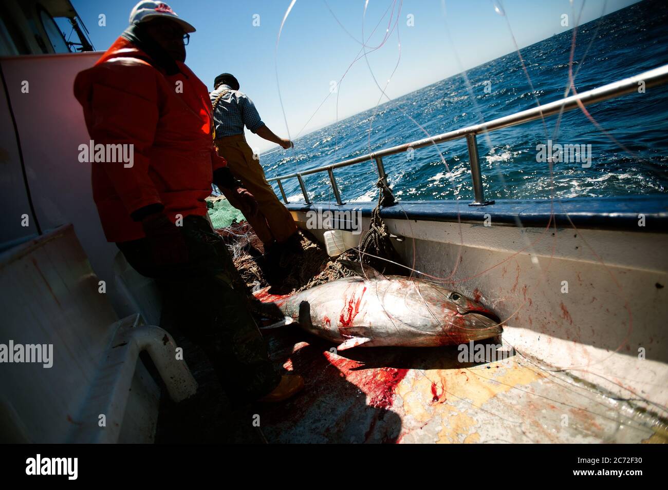 Antonio Dominguez (a.k.a Nono), fisherman of the Fernandez y Moreno boat, tries to undo the fishing line after capturing a bluefin tuna (Thunnus thynnus). Stock Photo