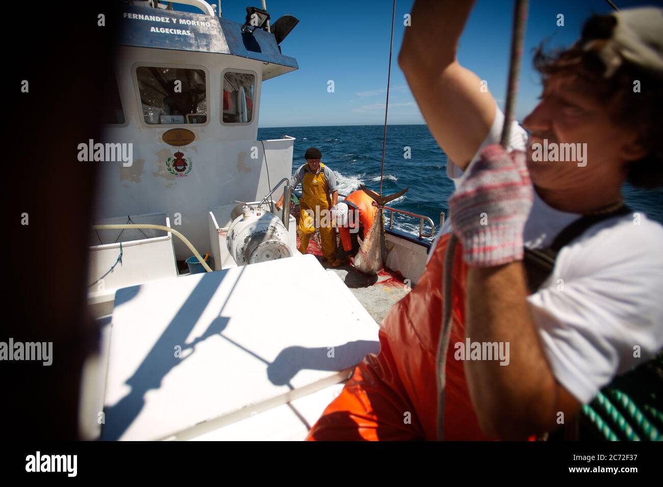 Antonio Gomez (a.k.a El Capi), fisherman of the Fernandez y Moreno fishing boat, pulls of a rope to hoist a bluefin tuna (Thunnus thynnus) in to a box full of ice. Stock Photo