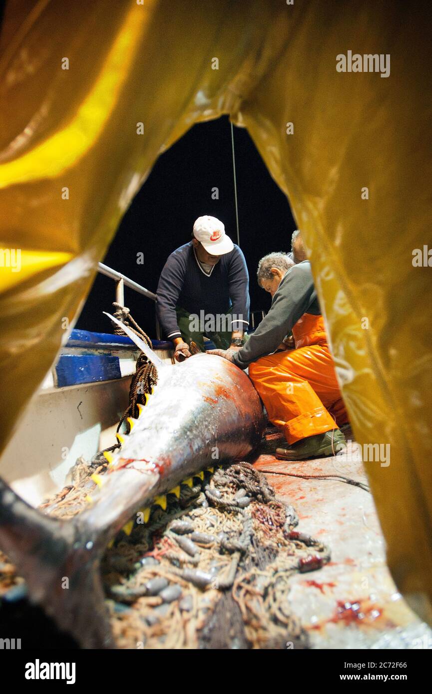 Antonio and Rafael, fisherman and skipper from the Fernandez y Moreno fishing boat, clean the insides of a bluefin tuna (Thunnus thynnus) to maximize it's commercial price. Stock Photo