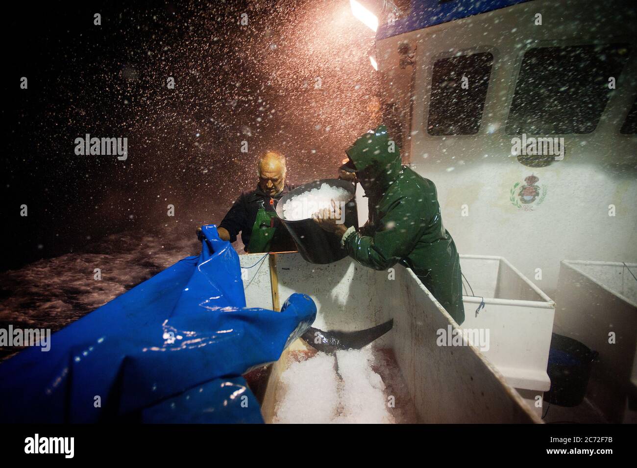 Juan Hernando and Mohammed, fishermen of the Fernandez y Moreno fishing boat, dump ice on top of the captured bluefin tuna (Thunnus thynnus) to keep the capture fresh until their arrival to port. Stock Photo