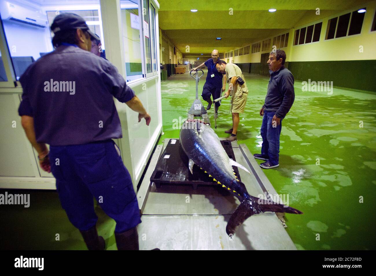 A bluefin tuna (Thunnus thynnus) is messured by the fishing inspector on the scale of the fish market of Algeciras. Stock Photo