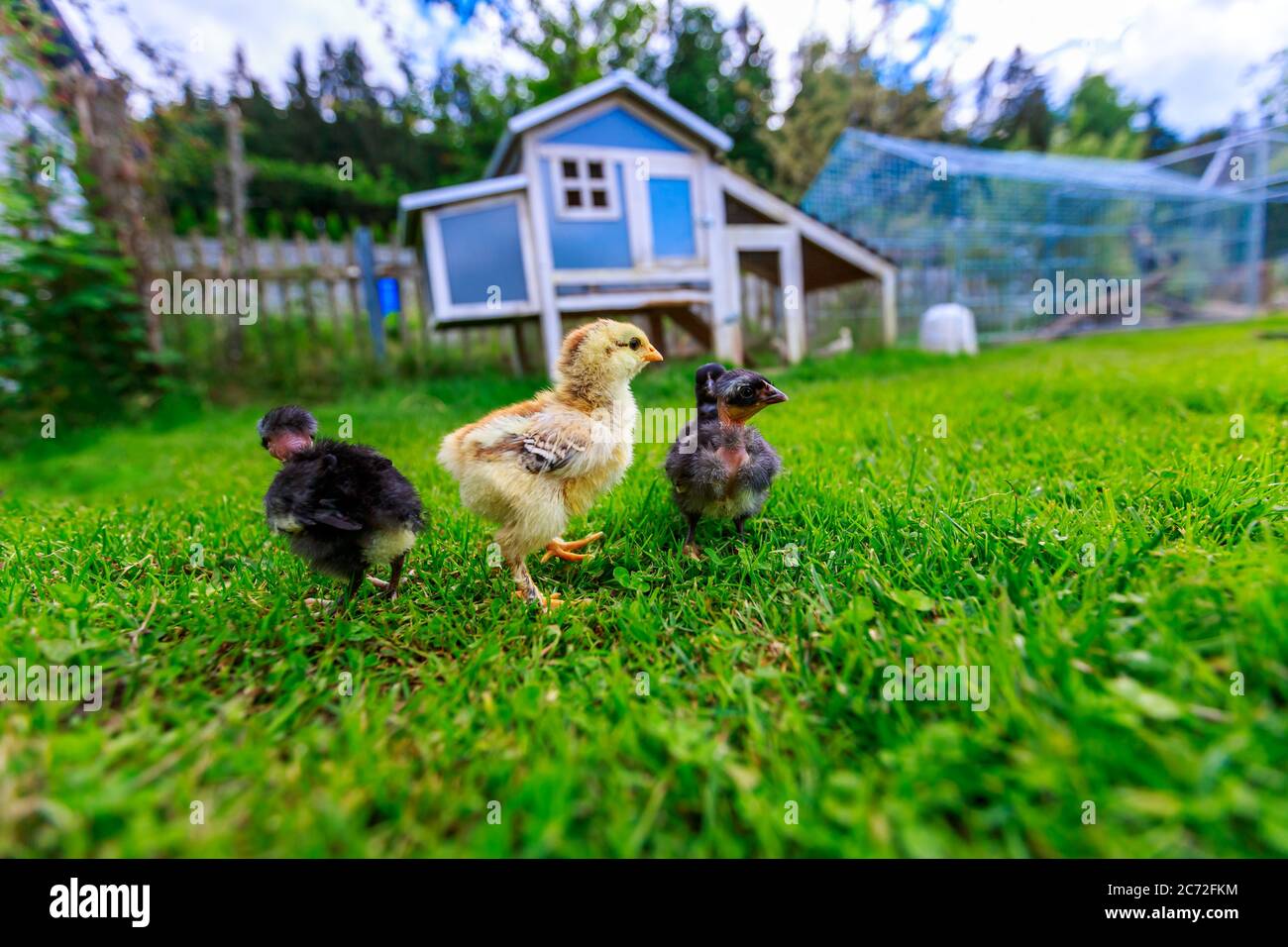 Three little chicks in front of a blue chicken house Stock Photo