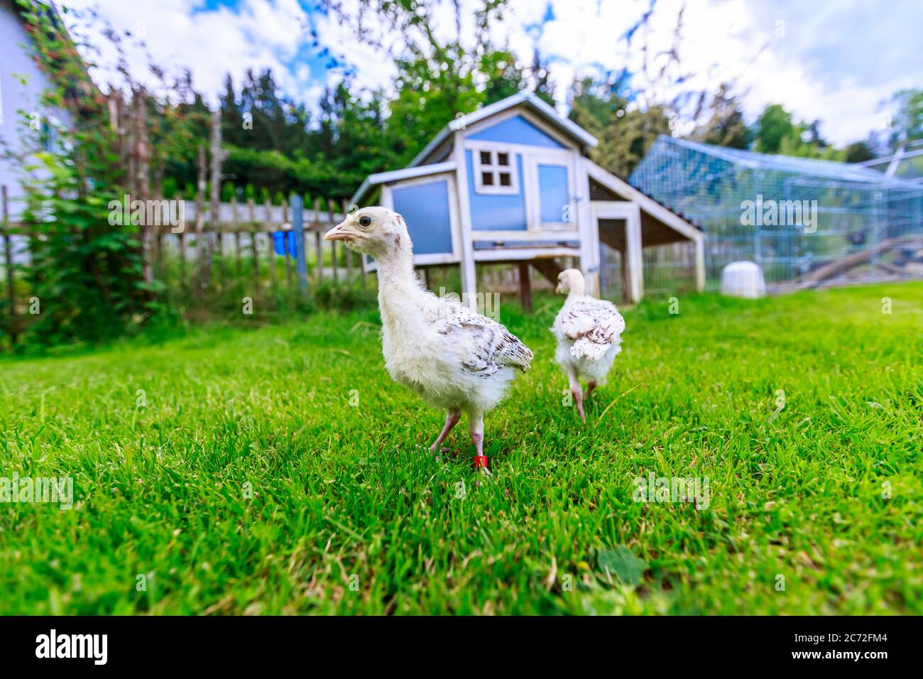 Two little pheasant chicks in front of a blue chicken house Stock Photo