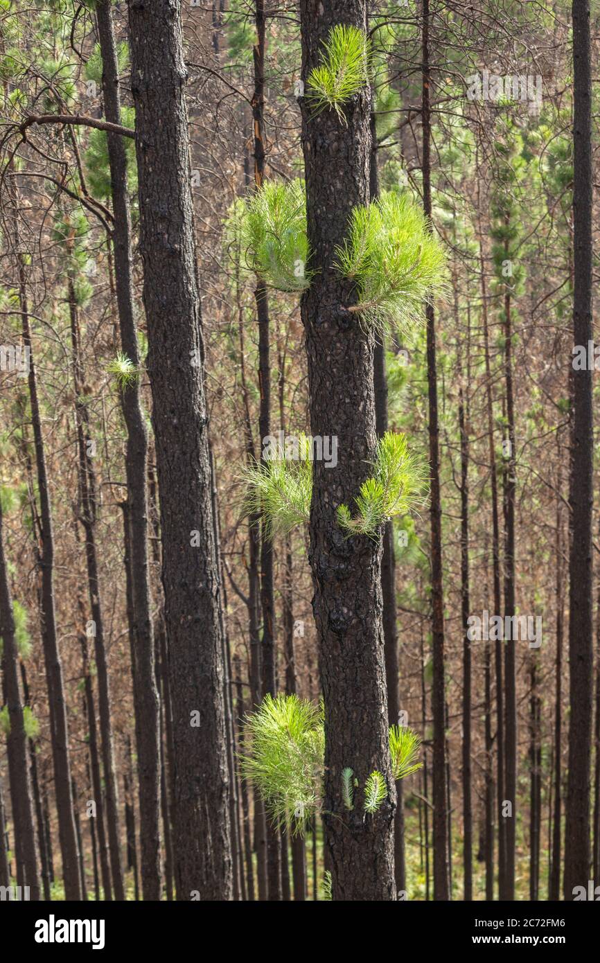 Forest fire damaged pine trees on Gran Canaria, Canary Islands, Spain Stock Photo