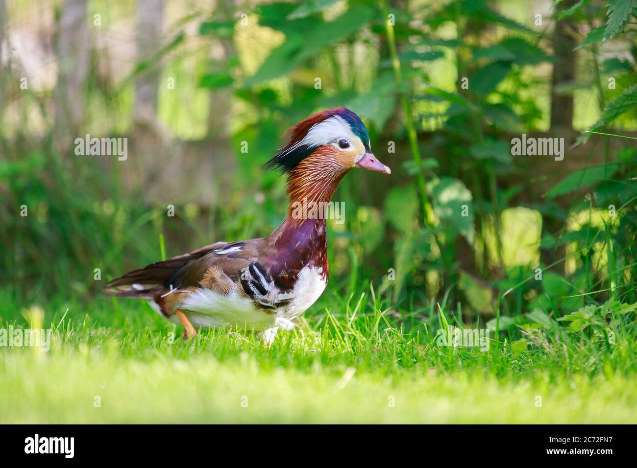 A portrait of a german male duck Stock Photo Alamy