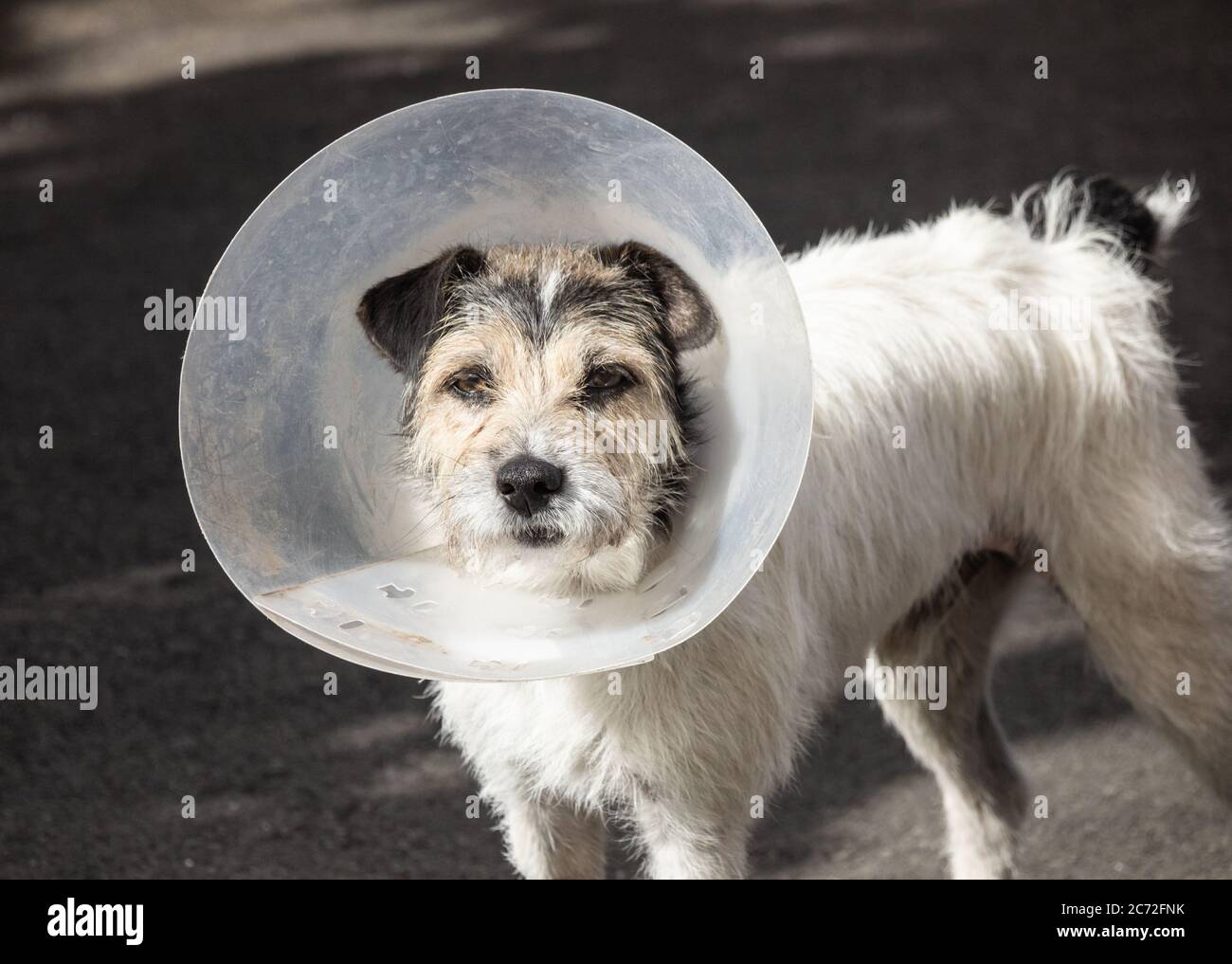 Dog wearing plastic, protective Elizabethan collar in village in Spain Stock Photo