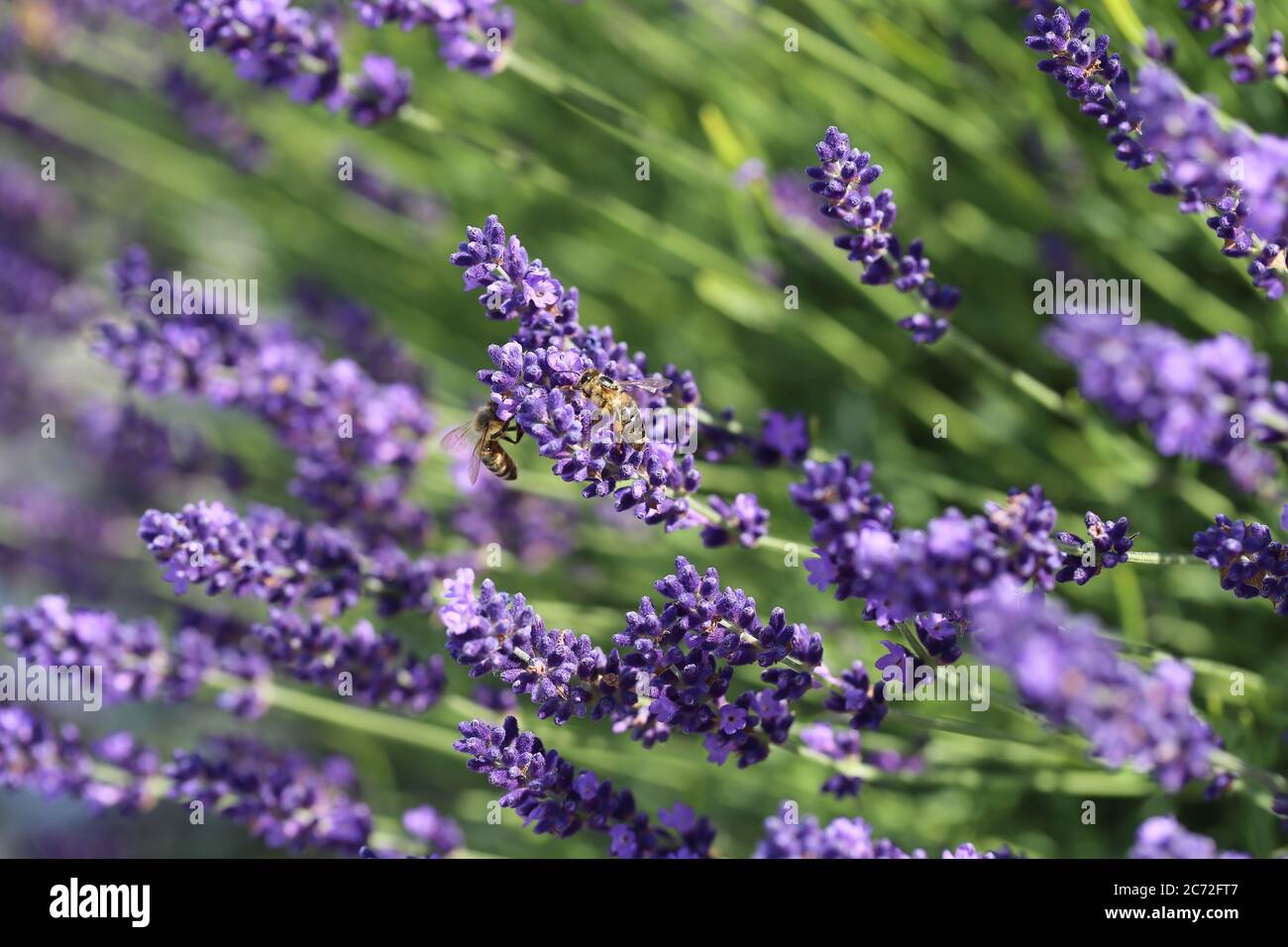 Lavendel Stock Photo