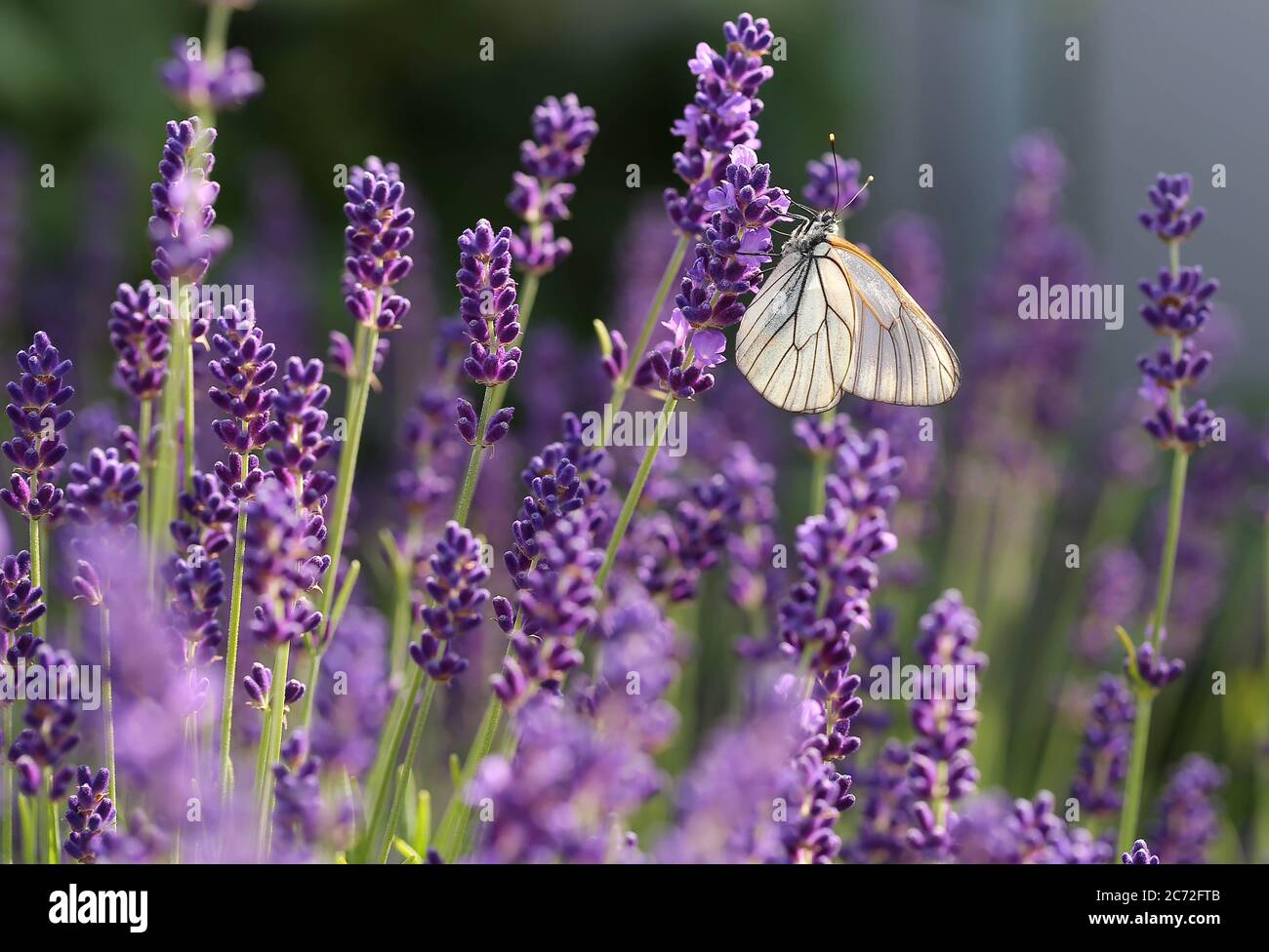 Lavendel Stock Photo