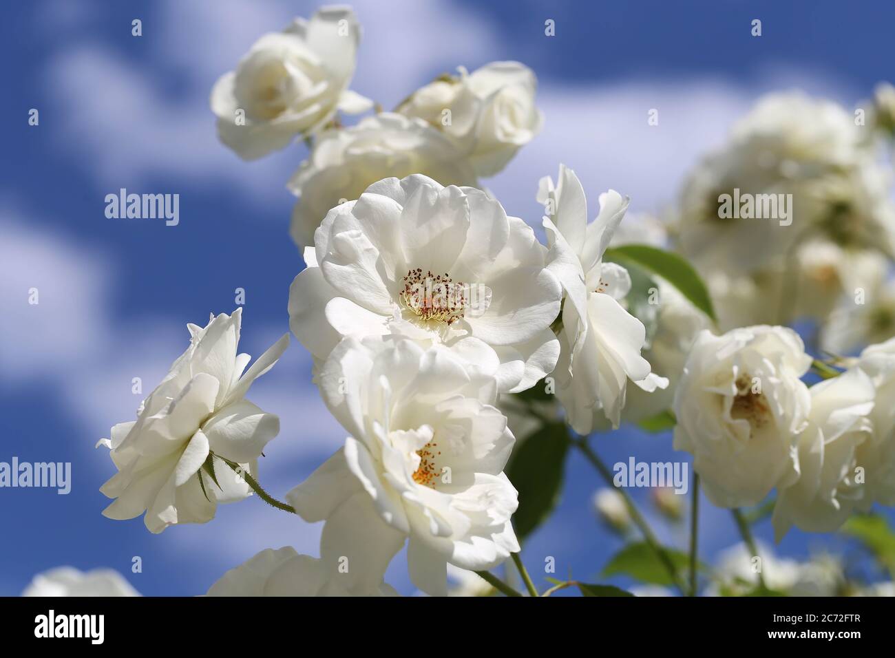 weiße Rosen Stock Photo