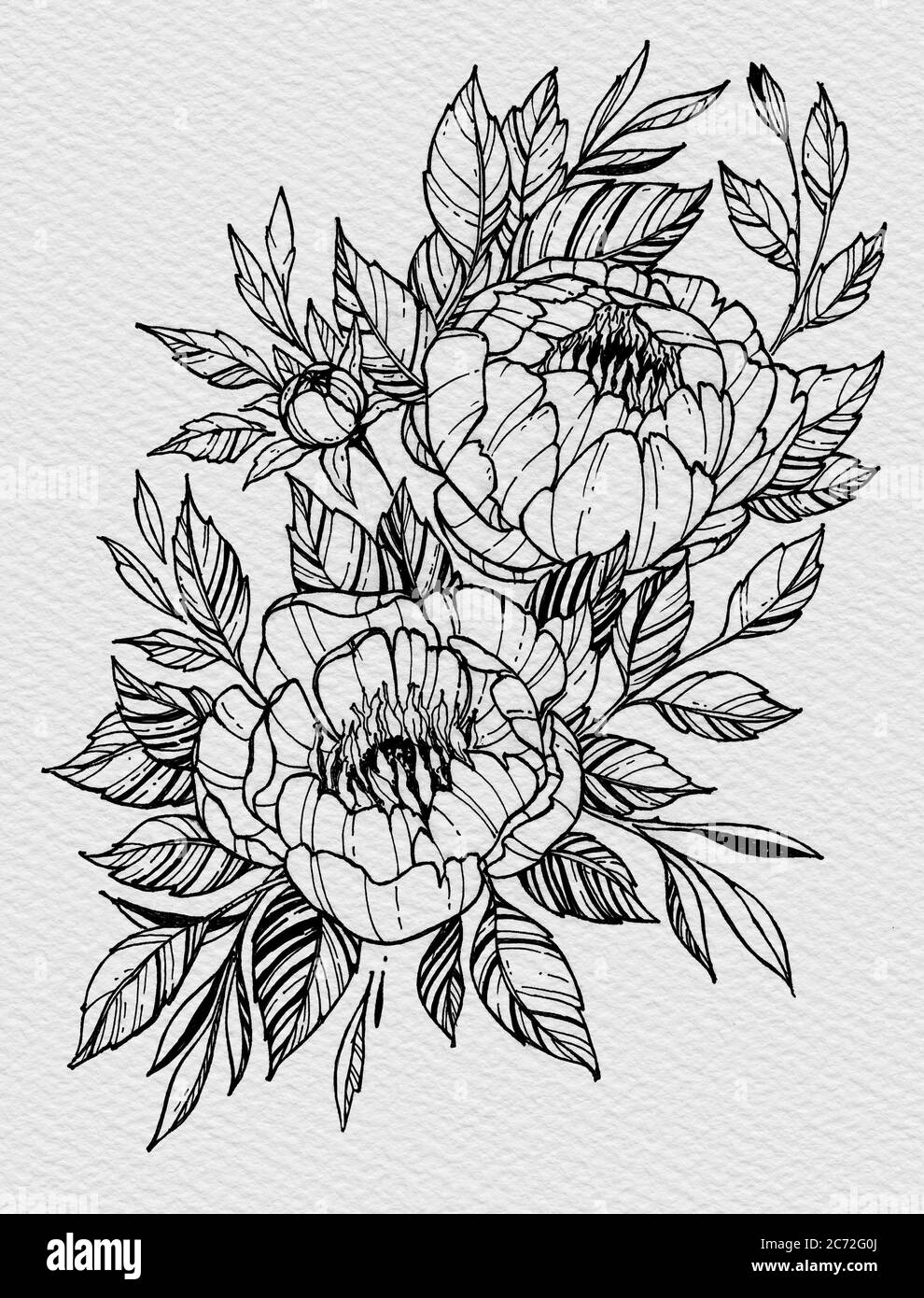 Tattoo branch of flowers. Branch of blooming peony Stock Photo