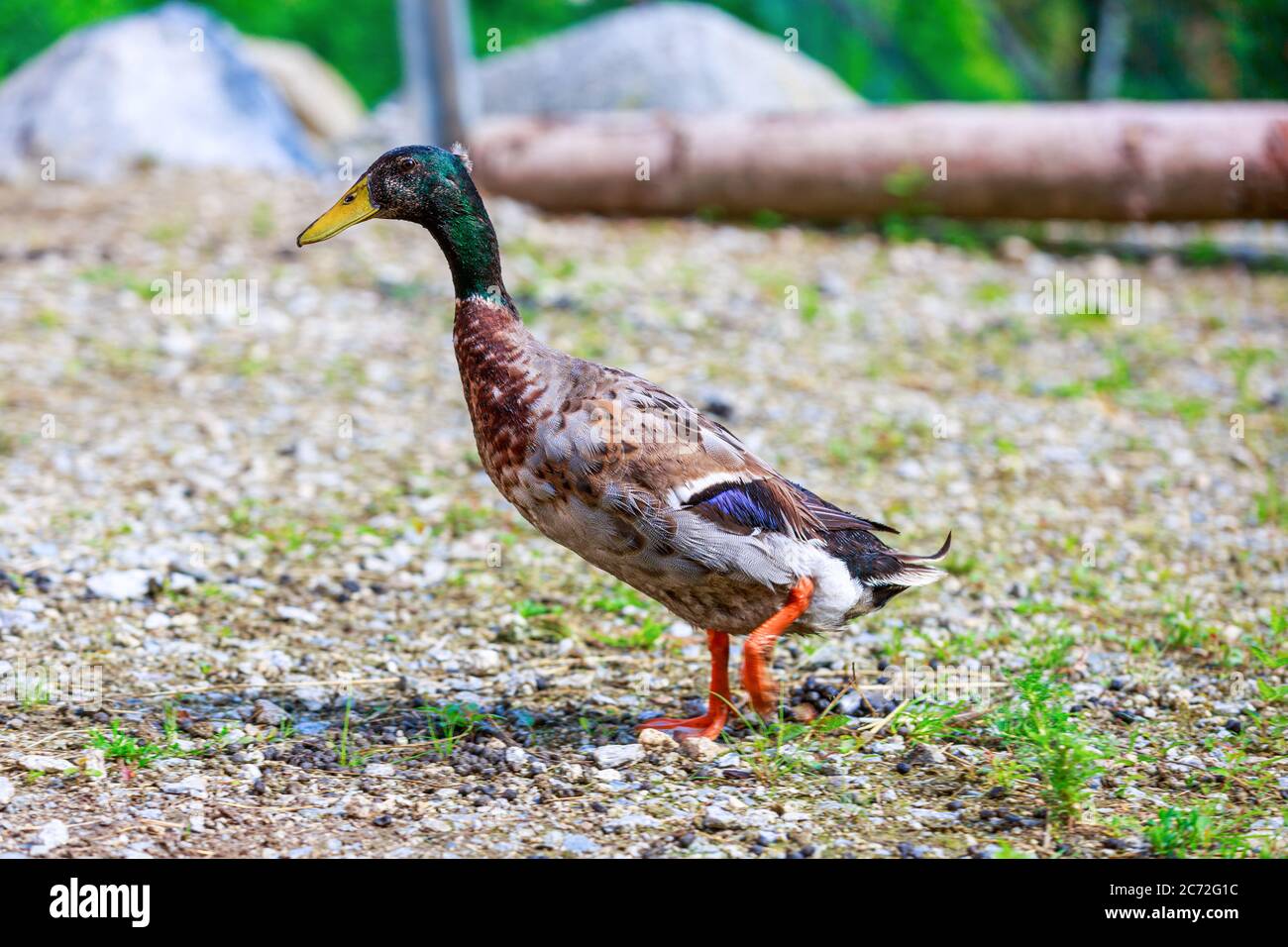 A portrait of a german male duck Stock Photo Alamy