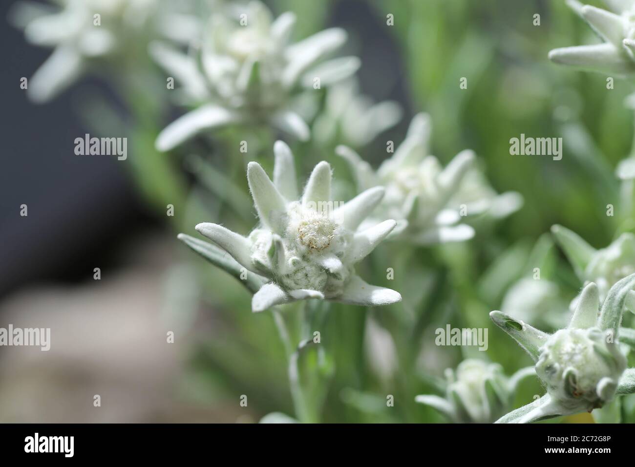 Gürtelschließe Edelweiß 4,0 cm Tracht Edelweiss Blume Alpen Dorn Bayern Gürtelschließe Edelweiß 4,0 cm Tracht Edelweiss Blume Alpen Dorn Bayern