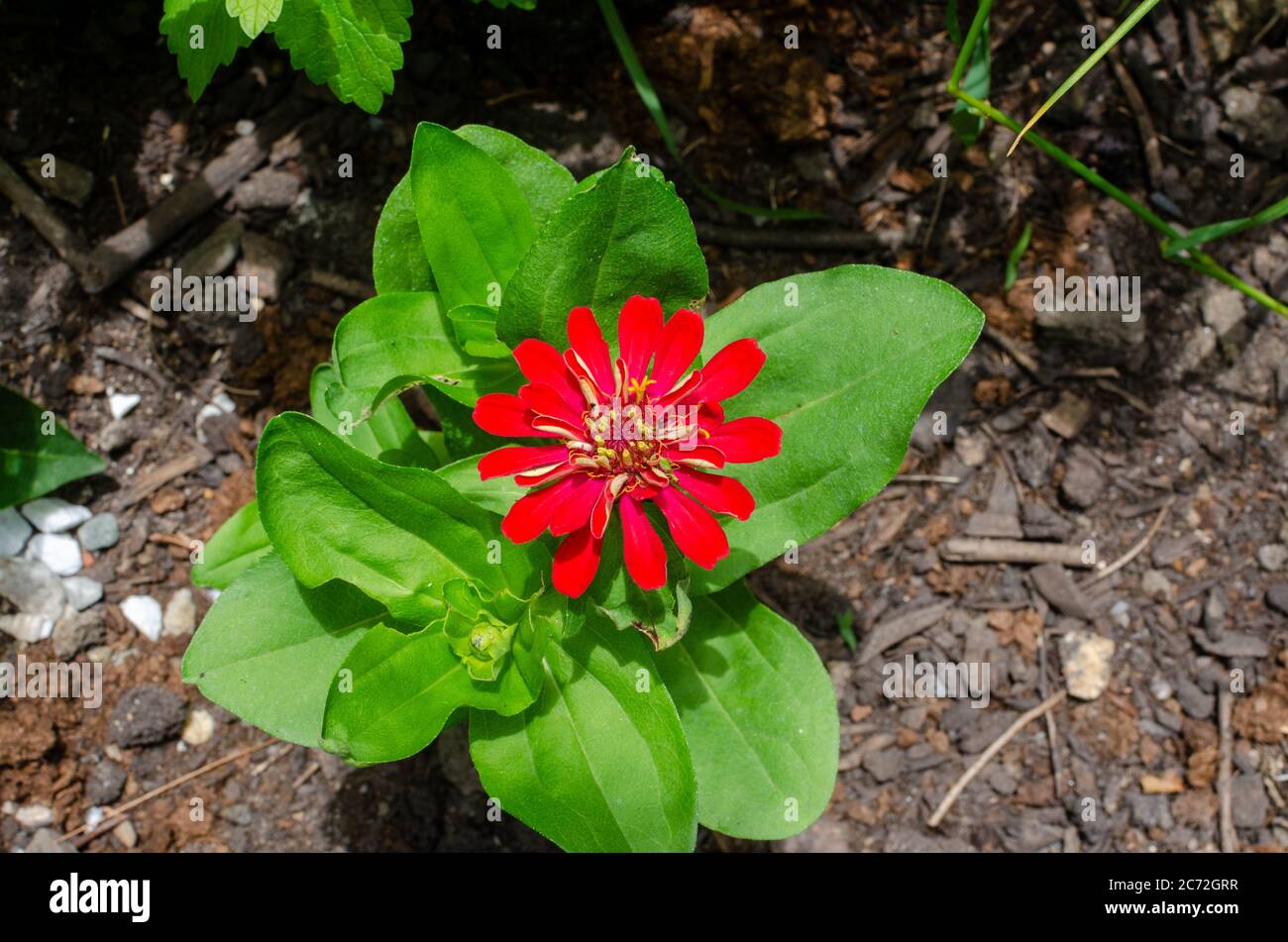 Dwarf red zinnia plant in bloom Stock Photo