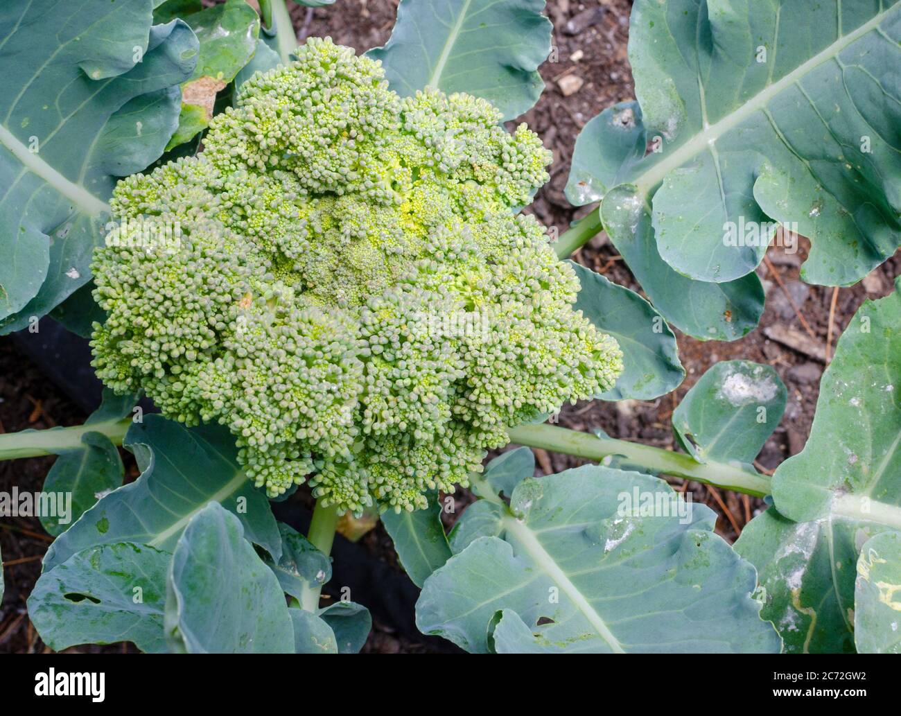Macro close-up of a growing broccoi head florets in garden from above Stock Photo
