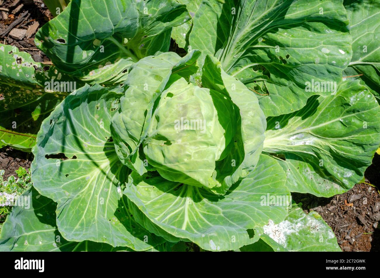 Cabbage growing in garden from above Stock Photo