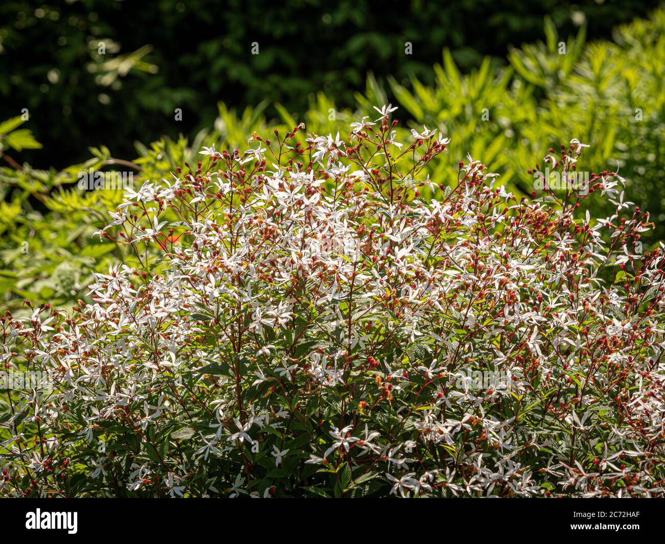 Gillenia trifoliata. Red stemmed shrub with small white star shaped flowers. Stock Photo