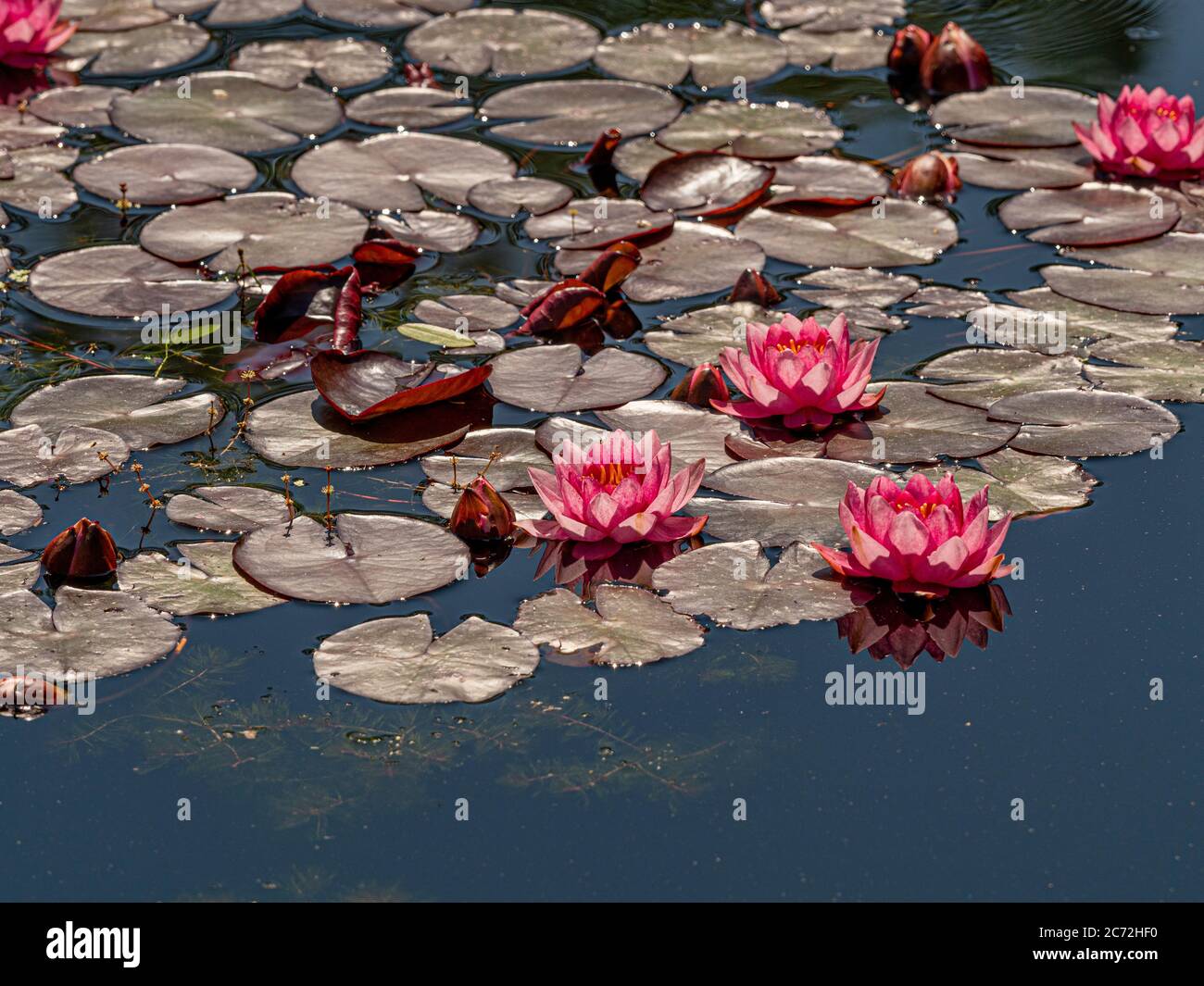 Pink water lilies with dark red leaves growing in a pond Stock Photo