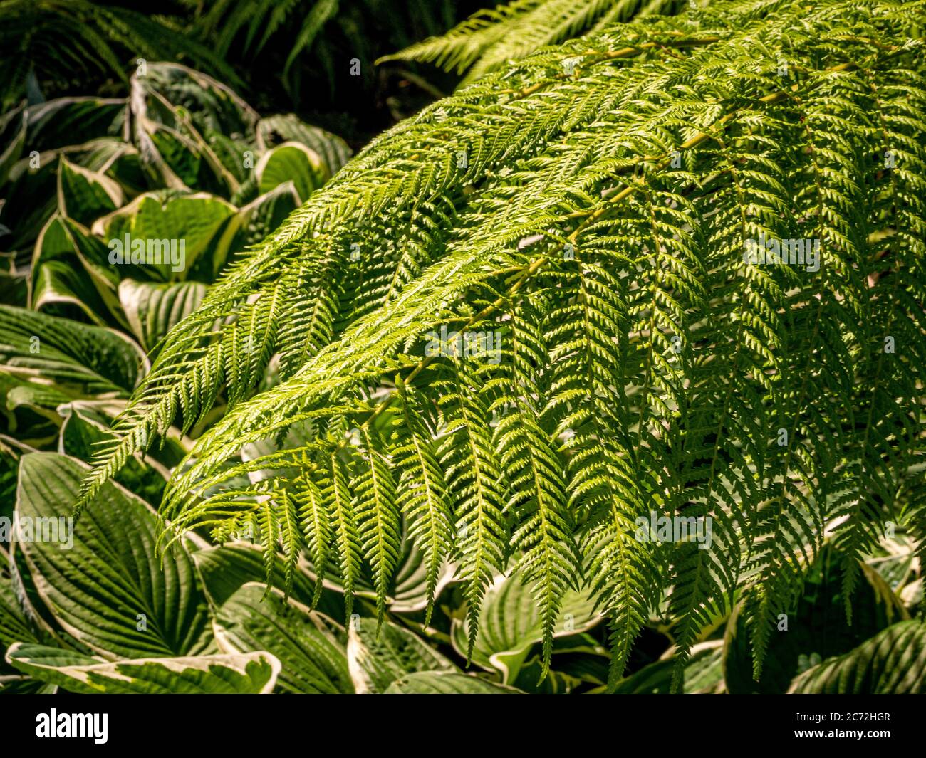 Sunlit ferns and hostas growing in a garden. Stock Photo
