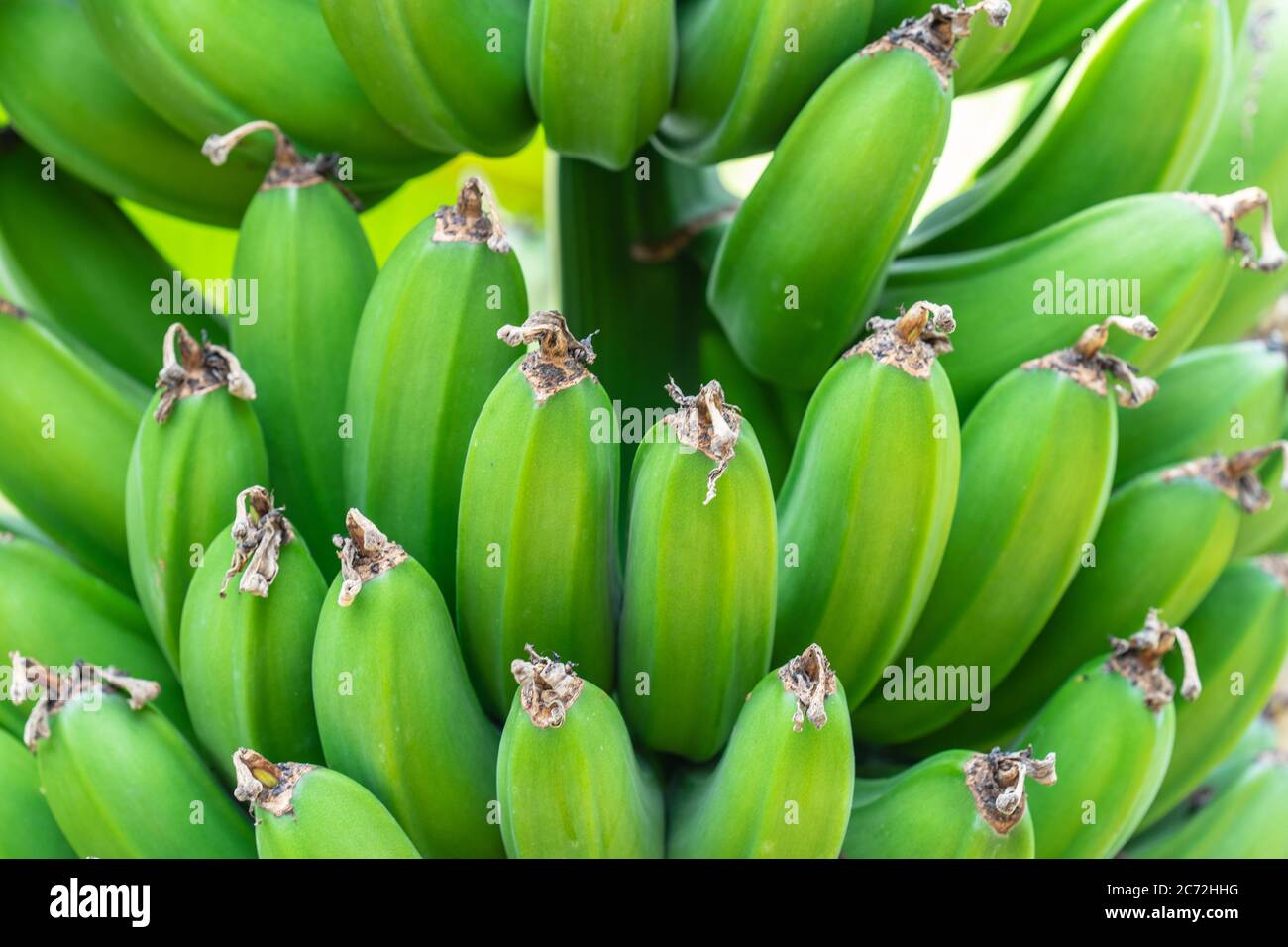 Wild banana with flowers and stem growing in reverse direction.Banana