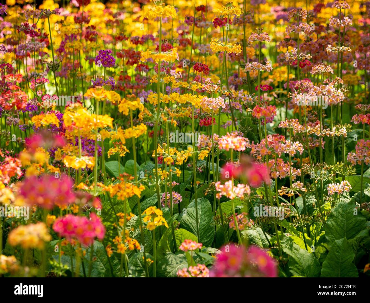 Candelabra primulas primula hires stock photography and images Alamy