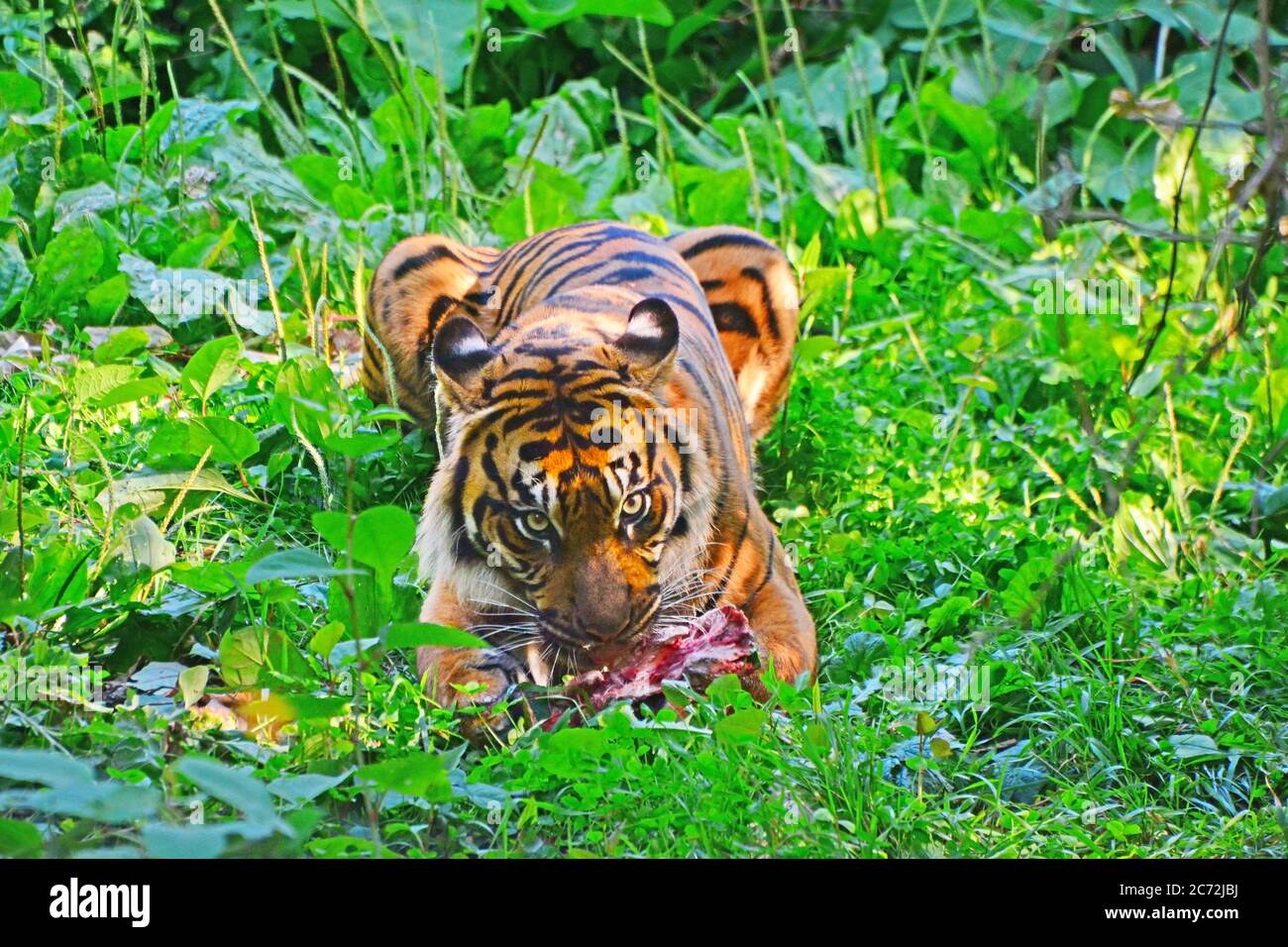 Bengal Tiger,Panthera Tigris Tigris, eating Stock Photo