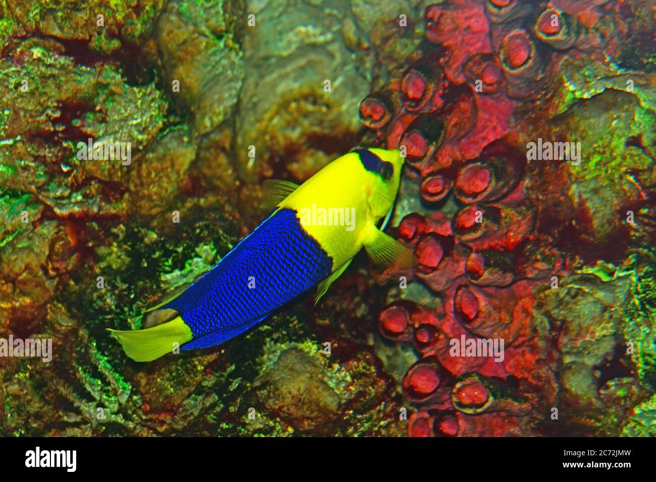 Bicolor Angelfish - close up on Coral reef fish Stock Photo