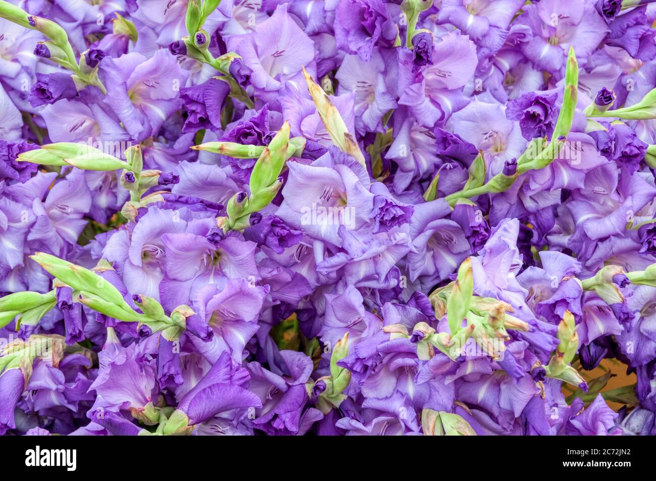 Gladiolus 'Blue Mountain'. Stock Photo