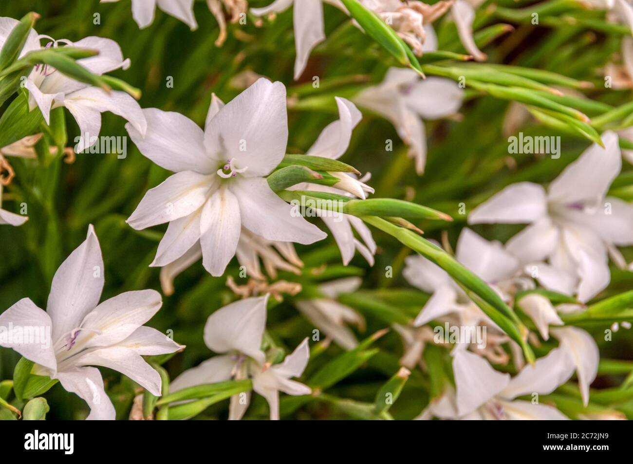 Nanus Gladiolus 'Alba'. Stock Photo