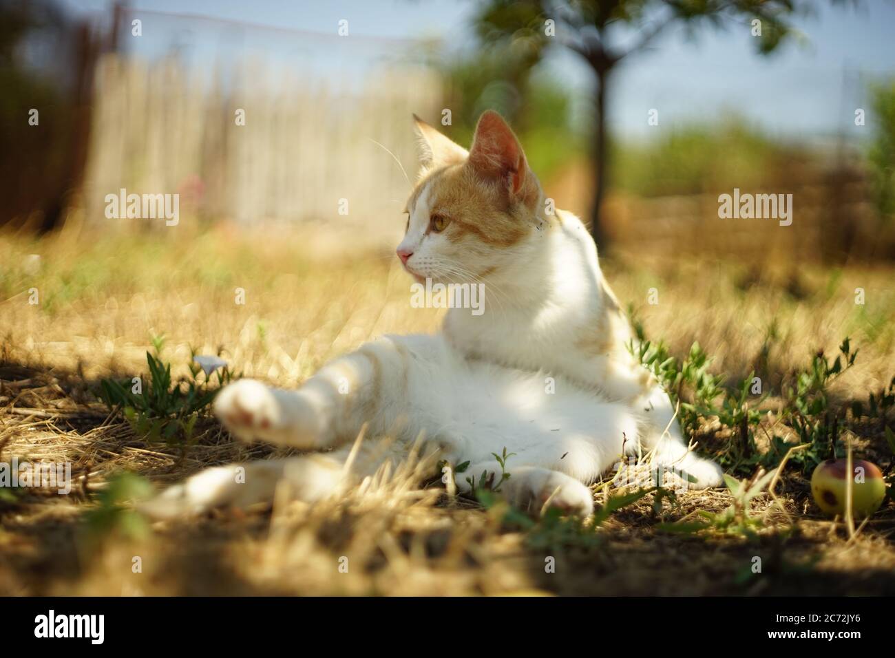 Cute ginger cat sitting in a summer garden Stock Photo - Alamy