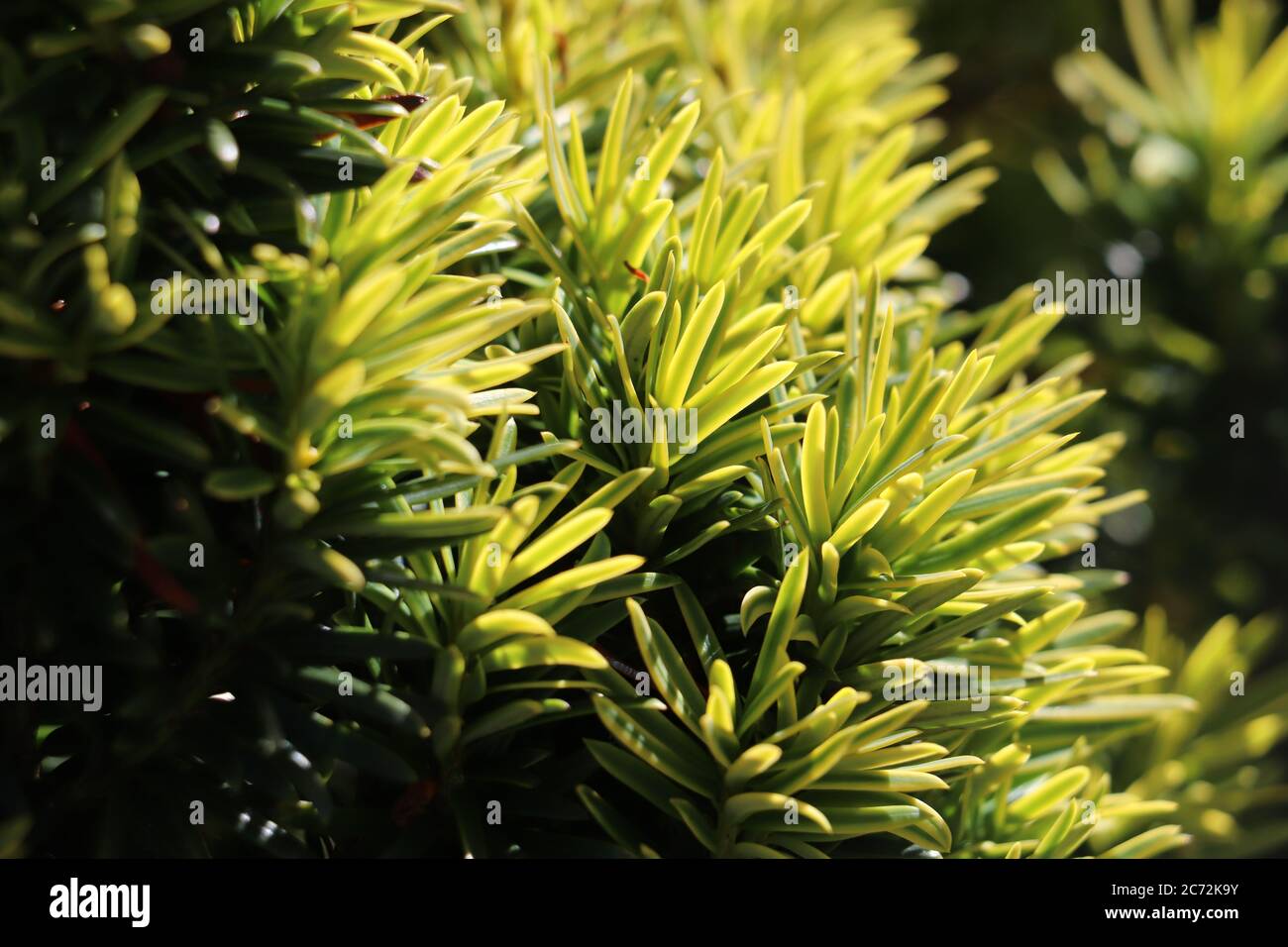 close up of green pine tree  Stock Photo